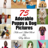 75 Adorable Puppy & Dog Pictures